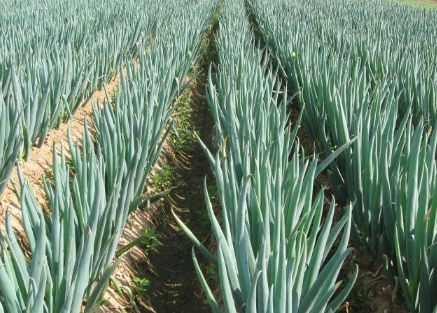 大葱高产怎么平衡施肥3