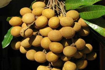 龙眼大小年结果是咋回事2