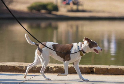 夏天遛狗是不是可以减少时间1
