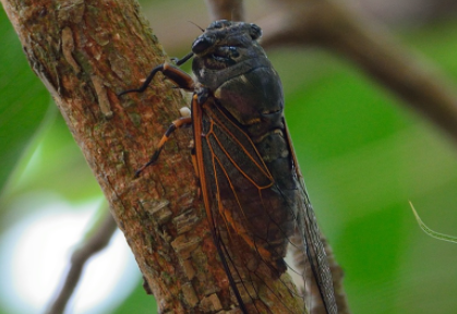 知了跟蝉一样吗2