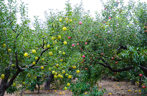 苹果园反光膜啥样的好1