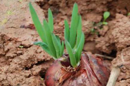 洋葱发的绿芽炒着能吃吗2
