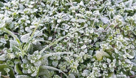 2021年末还会有寒潮吗1