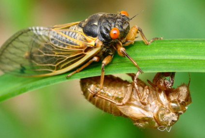 知了跟蝉一样吗4