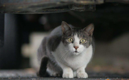 为什么猫坐车会张嘴吐舌头3