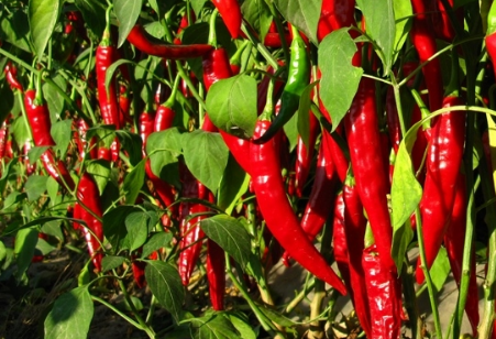 辣椒整枝打杈有什么作用2