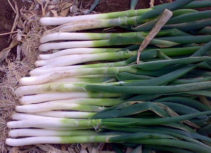 大葱高产怎么平衡施肥1