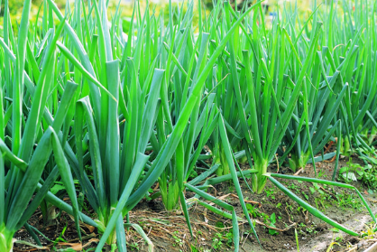 大葱高产怎么平衡施肥2