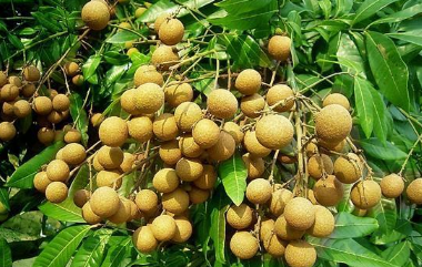 龙眼大小年结果是咋回事3