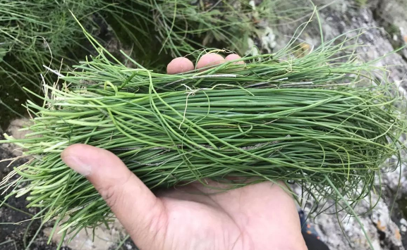 沙葱是韭菜花吗2