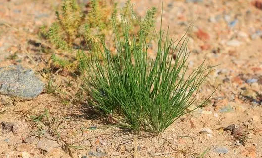 沙葱是不是就是野韭菜2