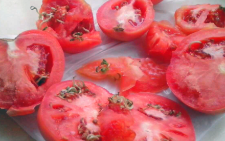 西红柿里面长绿芽还能吃吗1