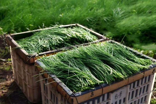 沙葱冷冻可以储存吗3