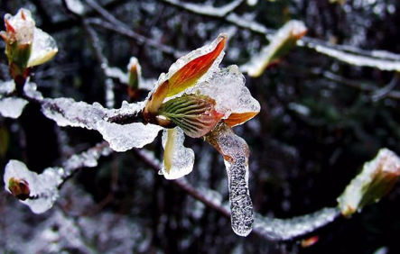 2022年立春后会发生倒春寒吗1