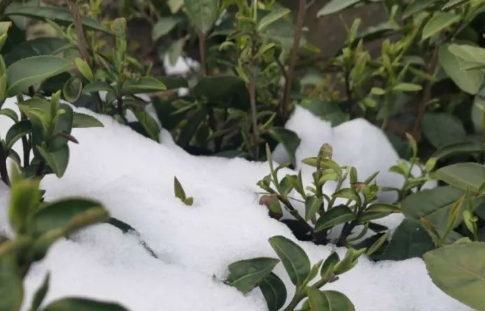 今年冬天不冷明年春天会冷吗20221