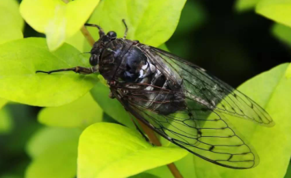 知了跟蝉一样吗1