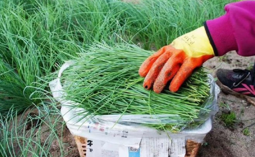 沙葱是不是就是野韭菜3