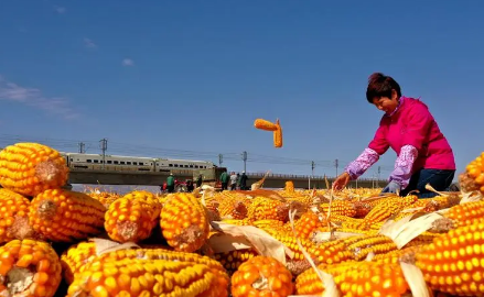 2023年兔年几龙治水几牛耕田2