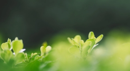 一年无春为什么说寡妇年1