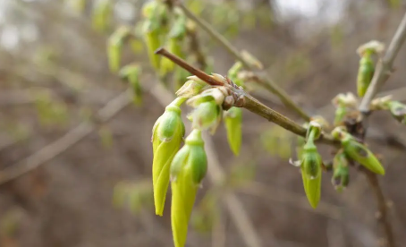 立春春鸡孩子可以不带吗1