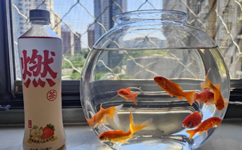 风水鱼养什么鱼最好3