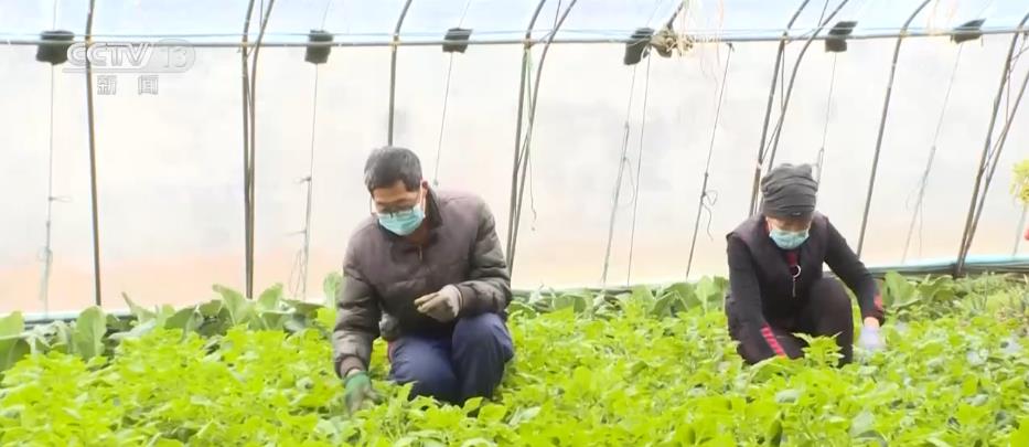 蔬菜生产基地积极采取措施 防灾减损稳产保供