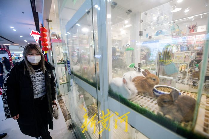 萌化了！小兔新春变“新宠” 每只售价上百元