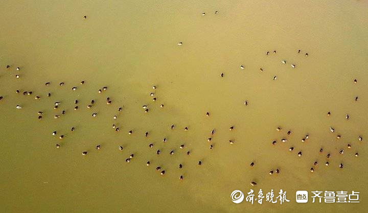 济南春节可以欣赏天鹅啦！数千水鸟和天鹅齐聚龙湖