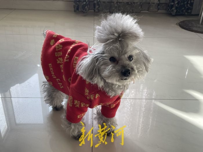 兔年春节宠物产业“吸金” ，“美容”“年夜饭”“写真” 应有尽有