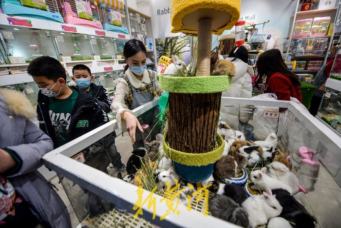 萌化了！小兔新春变“新宠” 每只售价上百元