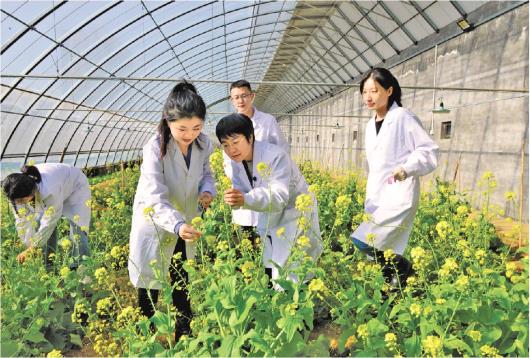 山东科研团队打破十字花科蔬菜生殖隔离——大白菜实现“择偶”自由