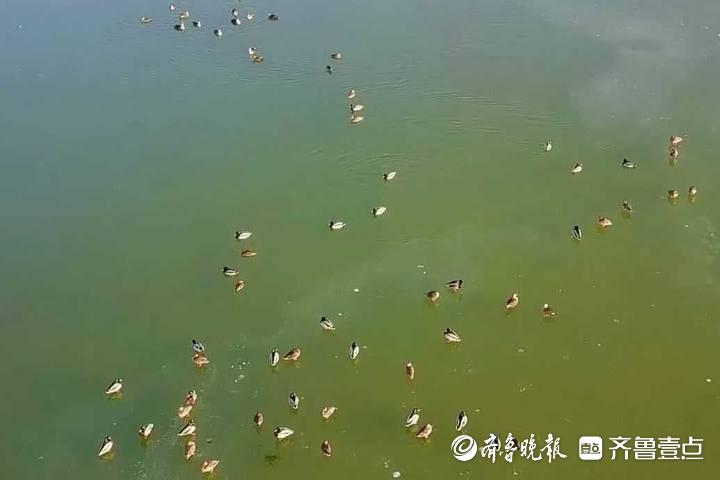 济南春节可以欣赏天鹅啦！数千水鸟和天鹅齐聚龙湖