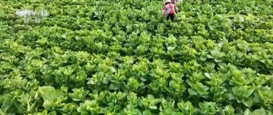 蔬菜生产基地积极采取措施 防灾减损稳产保供