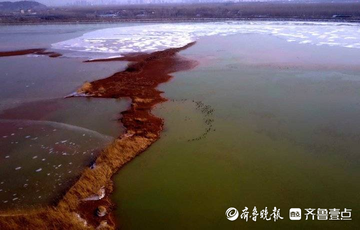 济南春节可以欣赏天鹅啦！数千水鸟和天鹅齐聚龙湖