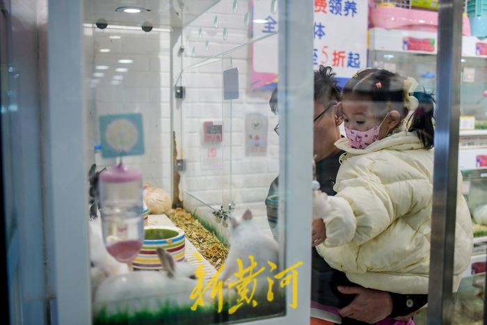 萌化了！小兔新春变“新宠” 每只售价上百元