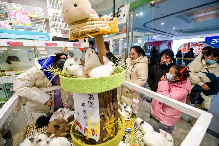 萌化了！小兔新春变“新宠” 每只售价上百元