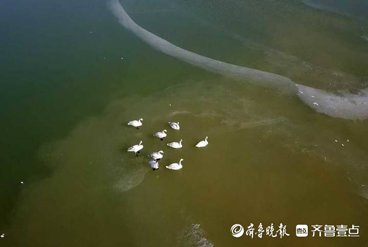 济南春节可以欣赏天鹅啦！数千水鸟和天鹅齐聚龙湖