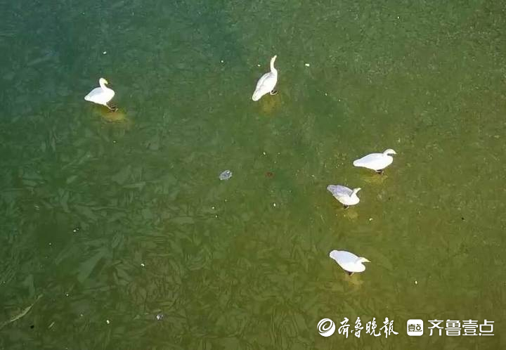 济南春节可以欣赏天鹅啦！数千水鸟和天鹅齐聚龙湖