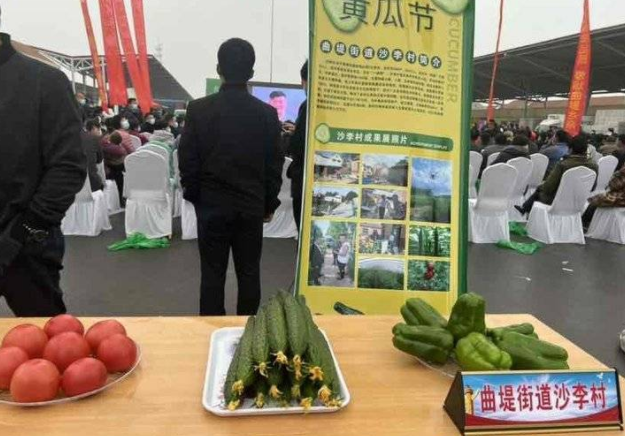 济南曲堤：黄瓜富乡村 群众生活甜