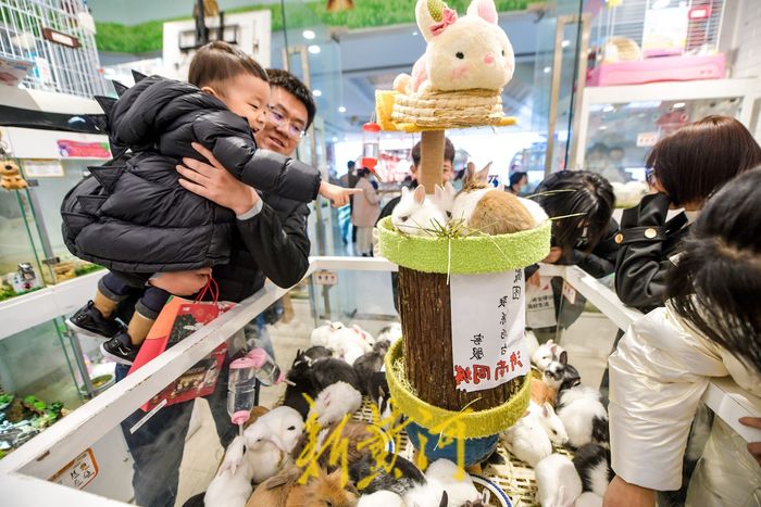 萌化了！小兔新春变“新宠” 每只售价上百元