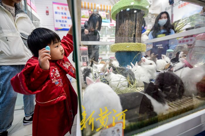 萌化了！小兔新春变“新宠” 每只售价上百元