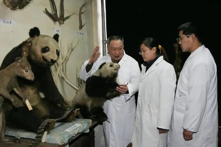 “熊猫教父” 胡锦矗去世，曾建立世界上首个野生大熊猫观察站