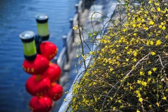 又又又上热搜了！济南现“猪鲤plus”版