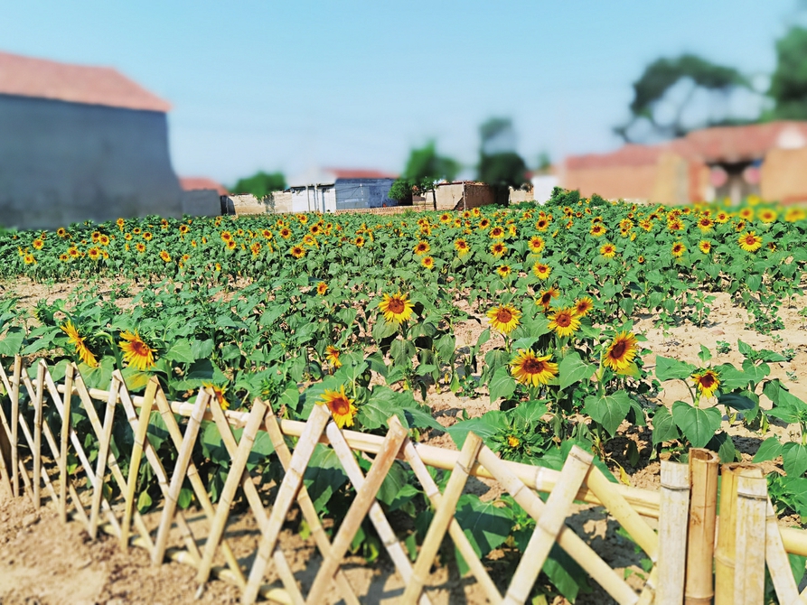 济阳区回河街道 党旗飘扬在田野 乡村振兴满园红