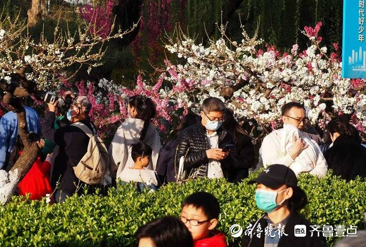 花团锦簇姹紫嫣红，济南最美碧桃园进入盛花期