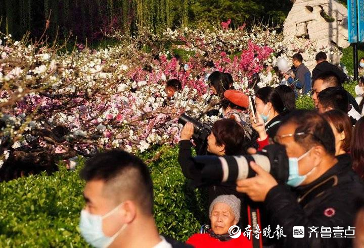 花团锦簇姹紫嫣红，济南最美碧桃园进入盛花期