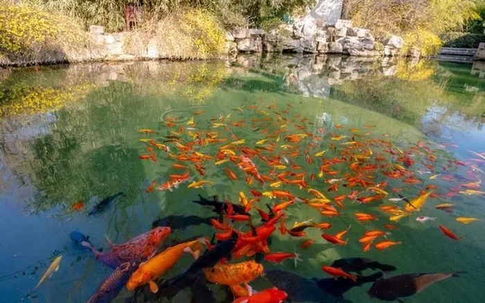 又又又上热搜了！济南现“猪鲤plus”版