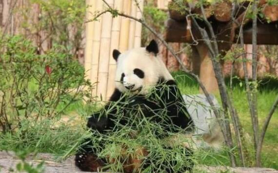 藏不住了！济南是这么对国宝的？