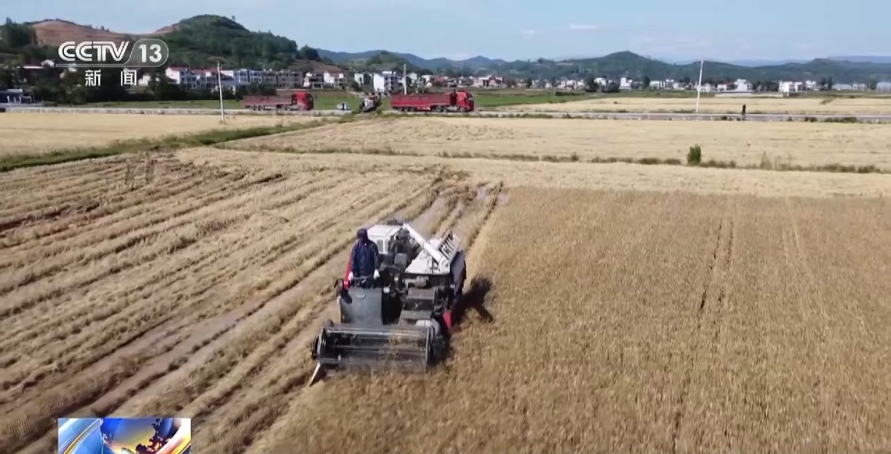 抢收小麦、采挖芦笋......这是三夏时节的丰收