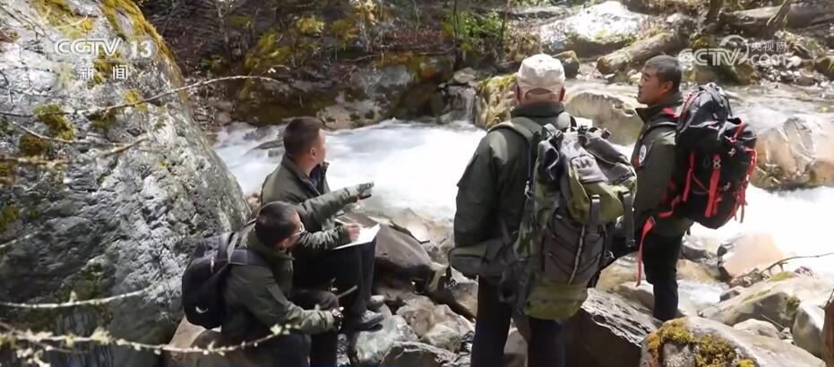 罕见!白色野生大熊猫完整影像首度公开